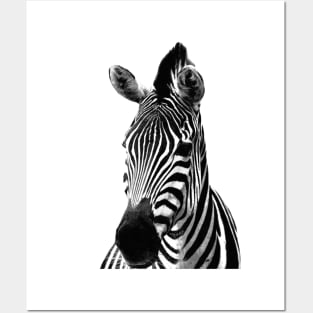 Black and White Zebra Posters and Art